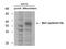 Bridging Integrator 1 antibody, TA319580, Origene, Western Blot image 