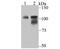O-Linked N-Acetylglucosamine (GlcNAc) Transferase antibody, NBP2-75601, Novus Biologicals, Western Blot image 