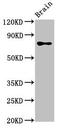 Cancer susceptibility candidate protein 1 antibody, LS-C677396, Lifespan Biosciences, Western Blot image 