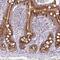 Anterior gradient protein 3 homolog antibody, NBP2-47555, Novus Biologicals, Immunohistochemistry frozen image 