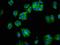 Neuropilin And Tolloid Like 1 antibody, orb418315, Biorbyt, Immunocytochemistry image 