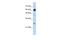 EBF Transcription Factor 1 antibody, PA5-41632, Invitrogen Antibodies, Western Blot image 