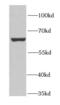 Poly(U)-binding-splicing factor PUF60 antibody, FNab06954, FineTest, Western Blot image 