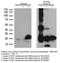 KRAS Proto-Oncogene, GTPase antibody, M00046, Boster Biological Technology, Western Blot image 