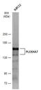 Pleckstrin Homology Domain Containing A7 antibody, GTX131146, GeneTex, Western Blot image 