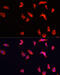 ATPase H+ Transporting V1 Subunit B2 antibody, 19-149, ProSci, Immunofluorescence image 