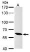 Karyopherin Subunit Alpha 4 antibody, TA308726, Origene, Western Blot image 