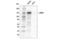 Nitric Oxide Synthase 3 antibody, 19615S, Cell Signaling Technology, Western Blot image 
