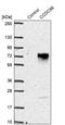 Coiled-Coil Domain Containing 86 antibody, PA5-59433, Invitrogen Antibodies, Western Blot image 
