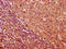 FRAS1 Related Extracellular Matrix 1 antibody, LS-C680497, Lifespan Biosciences, Immunohistochemistry paraffin image 