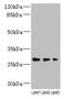 Leucine Rich Repeat Containing 57 antibody, LS-C397659, Lifespan Biosciences, Western Blot image 