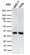 Replication Protein A2 antibody, GTX02702, GeneTex, Western Blot image 