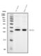 Oligodendrocyte Transcription Factor 1 antibody, A06108-3, Boster Biological Technology, Western Blot image 