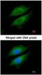 Dipeptidyl Peptidase 8 antibody, NBP1-31256, Novus Biologicals, Immunofluorescence image 