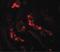 Ubiquitin-like-conjugating enzyme ATG3 antibody, PA5-20997, Invitrogen Antibodies, Immunofluorescence image 