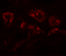 Dolichyl-Phosphate N-Acetylglucosaminephosphotransferase 1 antibody, 6485, ProSci, Immunofluorescence image 
