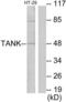 TRAF family member-associated NF-kappa-B activator antibody, LS-C199150, Lifespan Biosciences, Western Blot image 