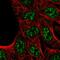 Kelch Domain Containing 7A antibody, HPA056616, Atlas Antibodies, Immunocytochemistry image 