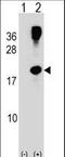Rho-related GTP-binding protein RhoG antibody, LS-C162597, Lifespan Biosciences, Western Blot image 