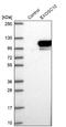 RRP6 antibody, NBP1-82448, Novus Biologicals, Western Blot image 