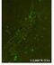 Chitinase 3 Like 1 antibody, PA5-43746, Invitrogen Antibodies, Immunofluorescence image 