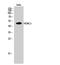 Histone Deacetylase 3 antibody, STJ93479, St John