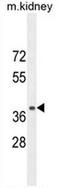 Neuropeptide S receptor antibody, AP52922PU-N, Origene, Western Blot image 