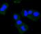 Neurotrophic Receptor Tyrosine Kinase 2 antibody, NBP2-67578, Novus Biologicals, Immunofluorescence image 