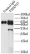 Tetraspanin 13 antibody, FNab09056, FineTest, Immunoprecipitation image 