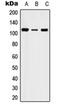 Serine/Threonine Kinase 31 antibody, orb215579, Biorbyt, Western Blot image 