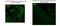 Middle T antigen antibody, MA1-46061, Invitrogen Antibodies, Immunofluorescence image 