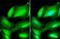 Lymphocyte Cytosolic Protein 1 antibody, NBP2-19860, Novus Biologicals, Immunocytochemistry image 