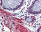 CREB Binding Protein antibody, 25-879, ProSci, Immunohistochemistry paraffin image 