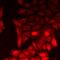 COP9 Signalosome Subunit 6 antibody, LS-C668262, Lifespan Biosciences, Immunofluorescence image 