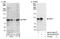 Progesterone-induced-blocking factor 1 antibody, NB100-58835, Novus Biologicals, Western Blot image 
