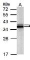 Heterogeneous Nuclear Ribonucleoprotein A2/B1 antibody, PA5-34939, Invitrogen Antibodies, Western Blot image 