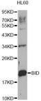 BH3 Interacting Domain Death Agonist antibody, A0210, ABclonal Technology, Western Blot image 