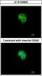 Adenylate Kinase 7 antibody, GTX103600, GeneTex, Immunofluorescence image 