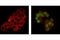 Early Growth Response 1 antibody, 4154S, Cell Signaling Technology, Immunofluorescence image 