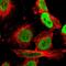Interleukin enhancer-binding factor 2 antibody, HPA007484, Atlas Antibodies, Immunofluorescence image 
