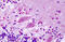 G Protein-Coupled Receptor 1 antibody, MBS247516, MyBioSource, Immunohistochemistry frozen image 