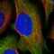 Serine Dehydratase antibody, HPA039230, Atlas Antibodies, Immunofluorescence image 