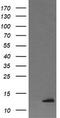 D-dopachrome decarboxylase antibody, TA505604BM, Origene, Western Blot image 
