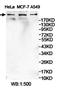 Zinc Finger Homeobox 3 antibody, orb78200, Biorbyt, Western Blot image 