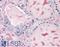 Thyroglobulin antibody, LS-B3173, Lifespan Biosciences, Immunohistochemistry frozen image 