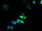 Gap junction beta-6 protein antibody, A59238-100, Epigentek, Immunofluorescence image 