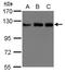 Kinesin Family Member 5B antibody, NBP1-31022, Novus Biologicals, Western Blot image 