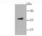 Glial Cell Derived Neurotrophic Factor antibody, NBP2-66866, Novus Biologicals, Western Blot image 