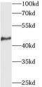 Pnr antibody, FNab05842, FineTest, Western Blot image 