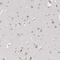 Zinc Finger Protein 770 antibody, PA5-55098, Invitrogen Antibodies, Immunohistochemistry paraffin image 